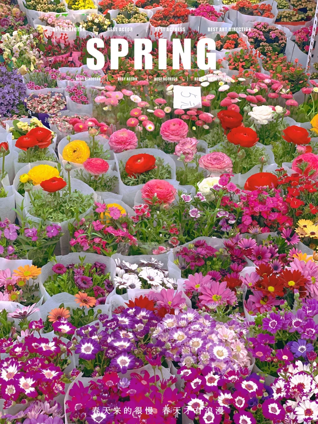 春天里北京周末好去处，八里桥花卉市场真香