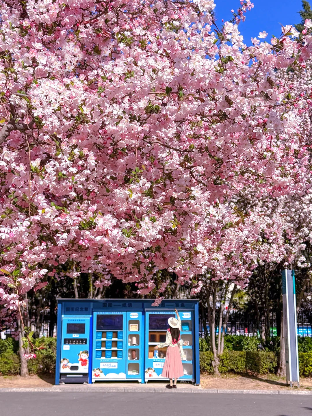 4.3 live🌸在北京，直接复制这7条赏花路线！！