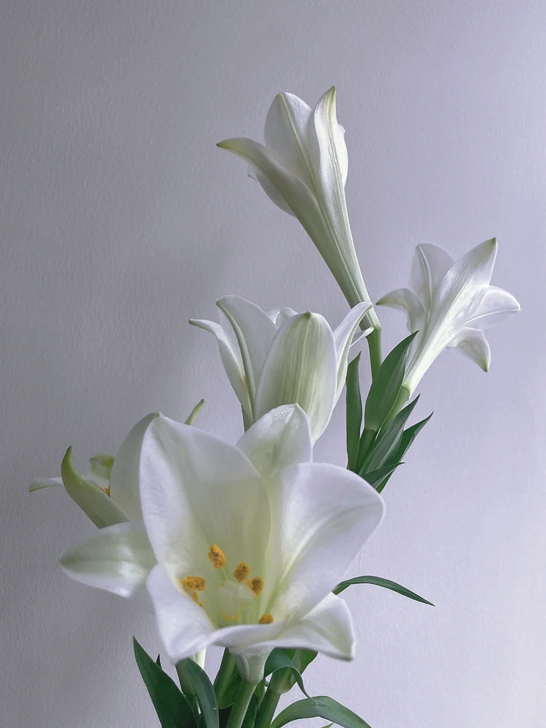 带你每天认识一种花材144｜白色铁炮百合