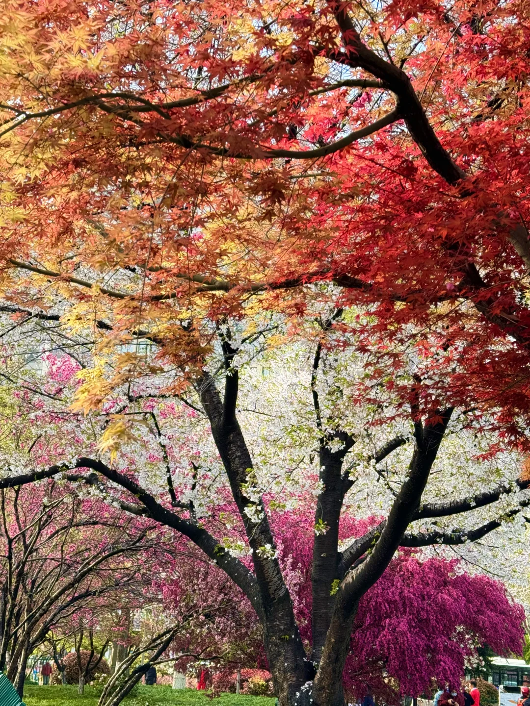 4.1实况，在杭州我拍到了诗人笔下的四季同框