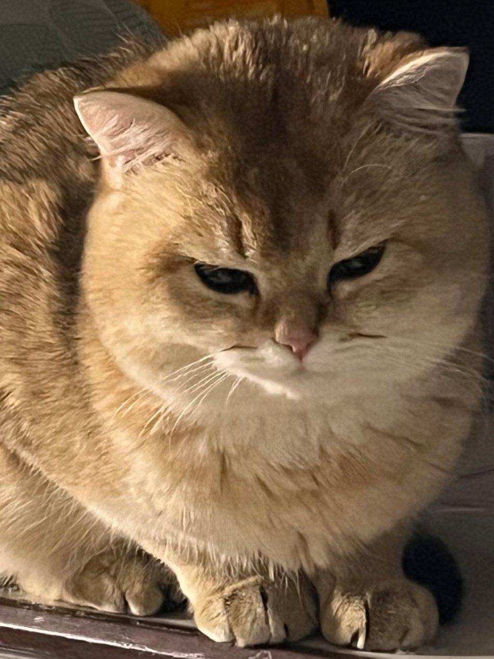 被猫砸死概率很小但不为零，这句近期席卷养宠圈的网络热梗，并非纯粹的玩笑，它背后藏着的是一只4公斤猫咪从10楼坠落可产生逾百公斤冲击力的科学推演与真实风险。 一、梗从何来：从科学玩笑到养宠人的“高空预警