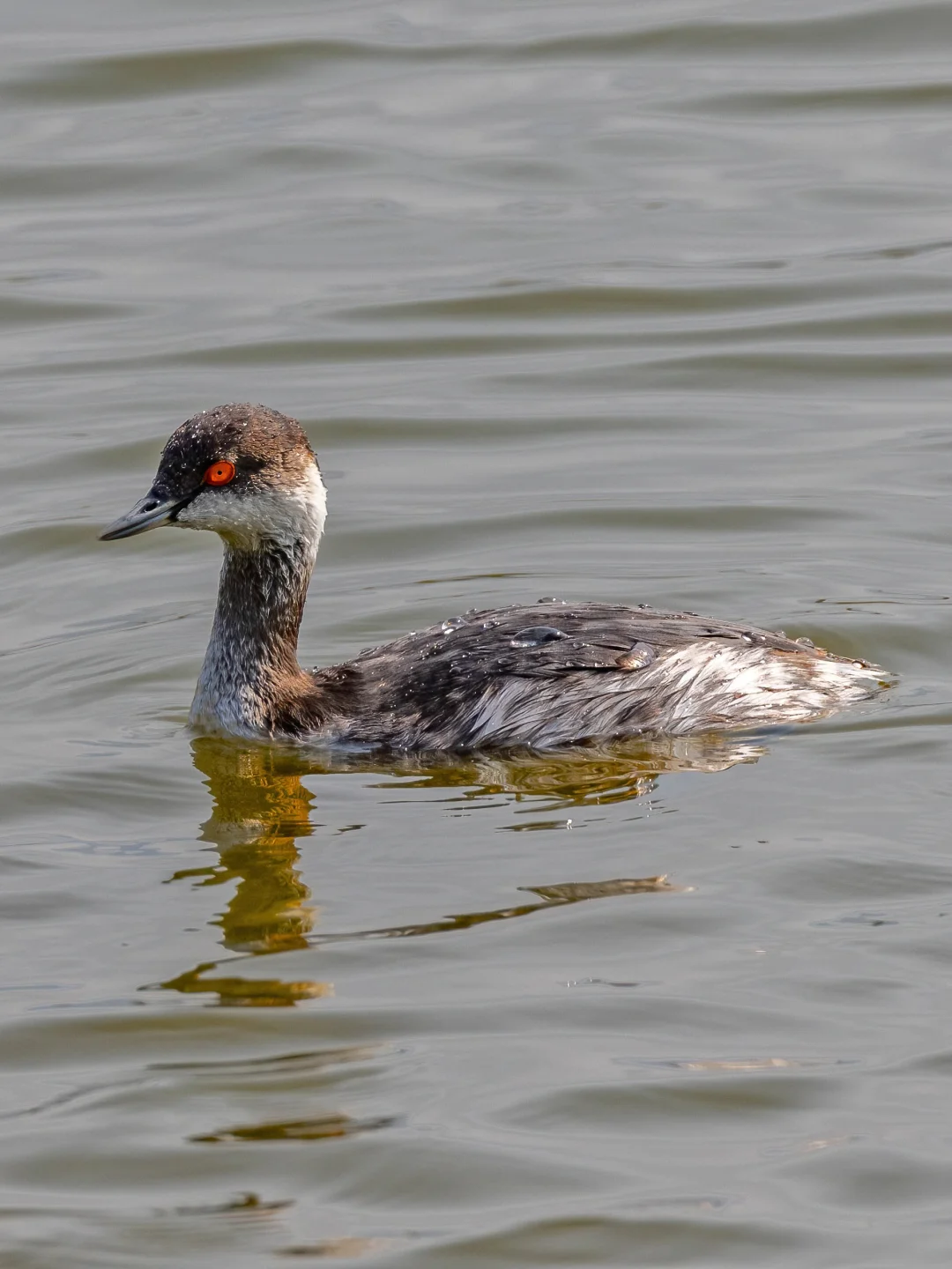 这只香港过冬的黑颈鸊鷉每天在一个池塘觅食
