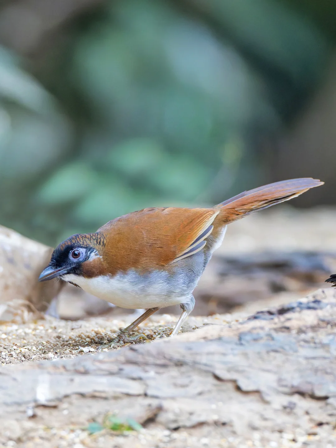 棕噪鹛的孪生兄弟：灰胁噪鹛