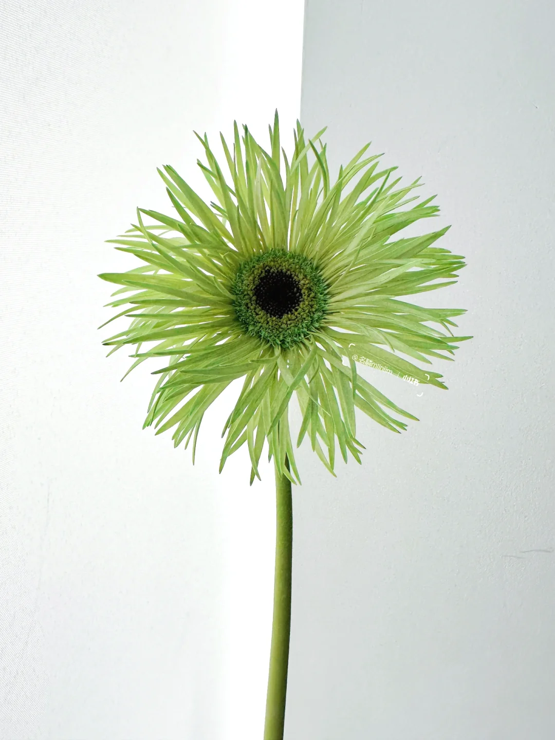 吸色拉丝弗朗｜若苗绿🍈温润如玉的颜色