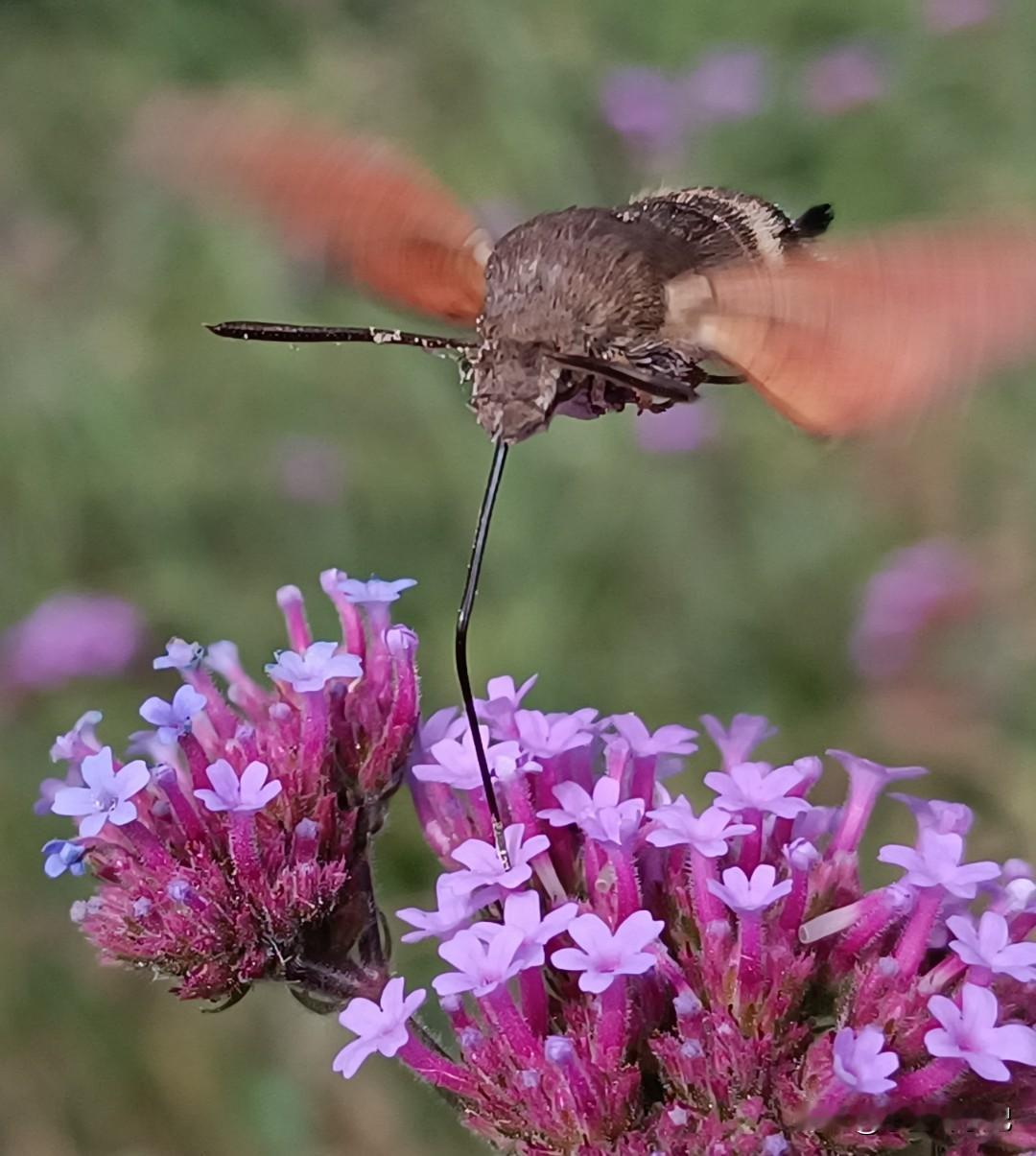 世俗生活中，普通人的世界里，人大多是慕强的。  大伯哥退休金月入过万...