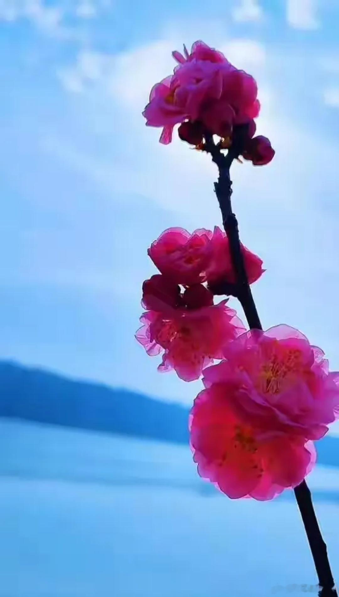 假期重磅资讯汇总，大A能否拿下十月开门红？
假期重磅资讯汇总：
其一，据媒体报道，美国九月非农数据远逊预期，市场预判美联储十月加息概率大幅走低，美股走势偏强，纳指创下新高，英伟达同样刷新历史高位。
其二，据媒体报道，华为与高通签署专利许可协议。
其三，据媒体报道，十月七日，中国人民银 ​