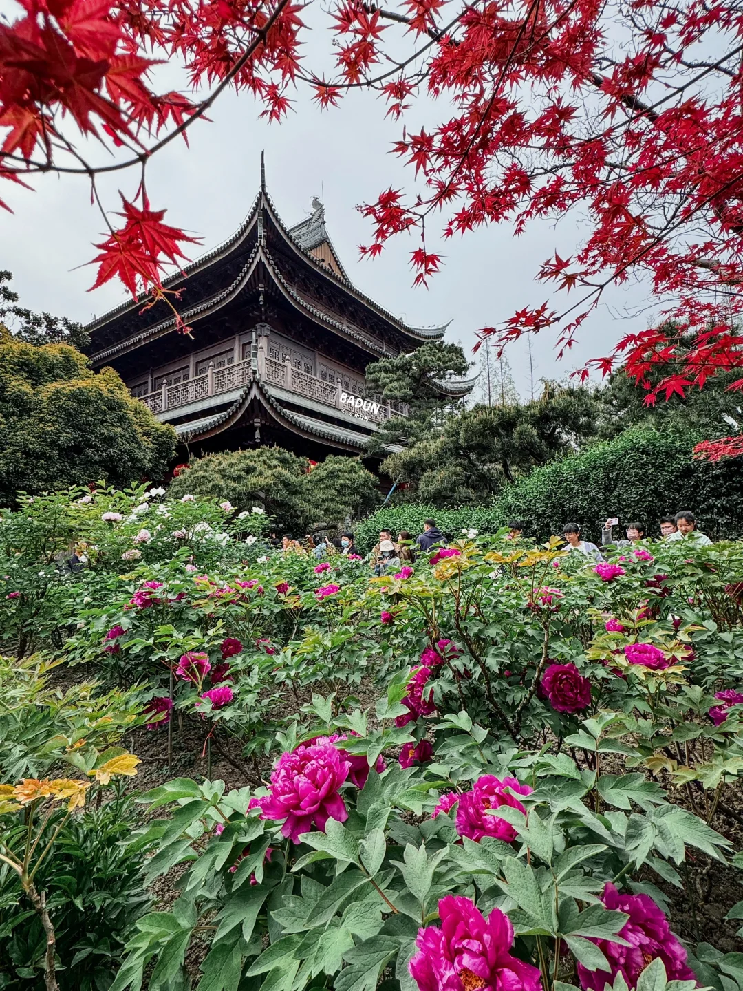 龙华寺牡丹，错过再等一年