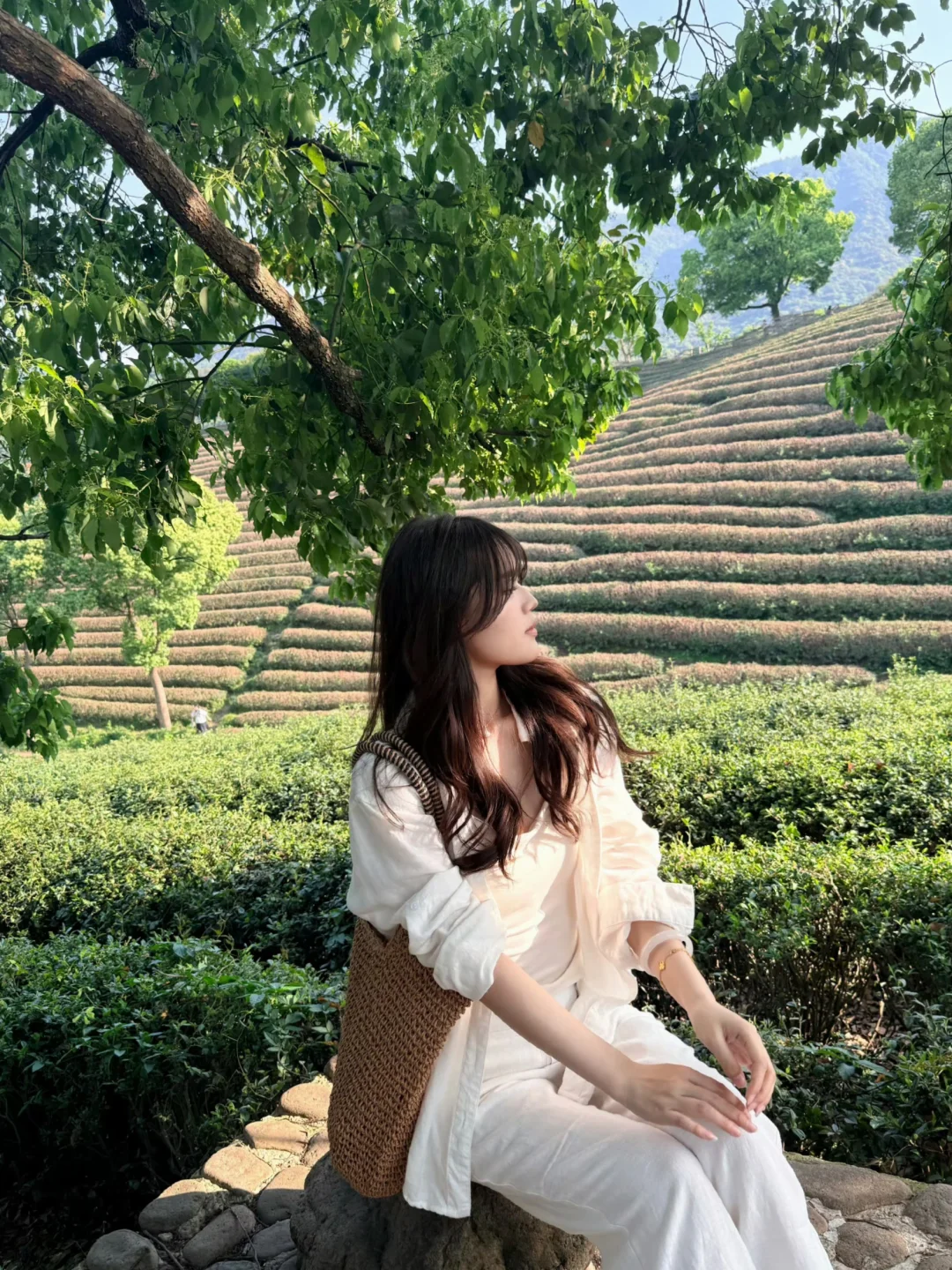 来茶园感受一下