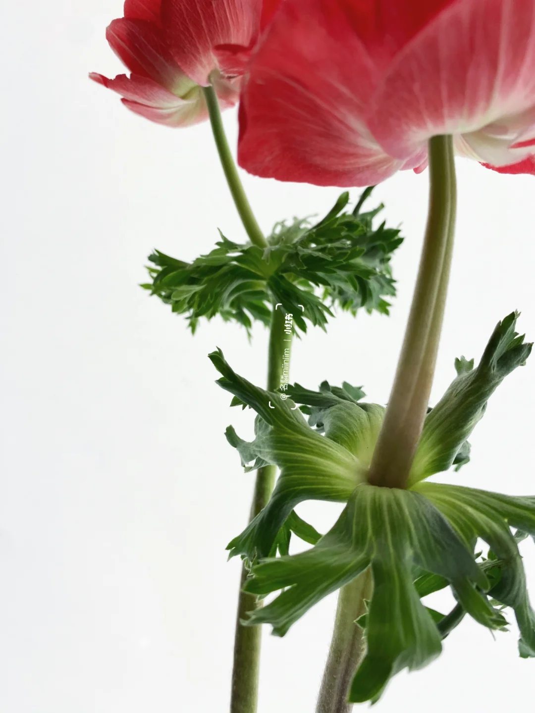 鲜花摄影｜🌟一点细节碎片🌟