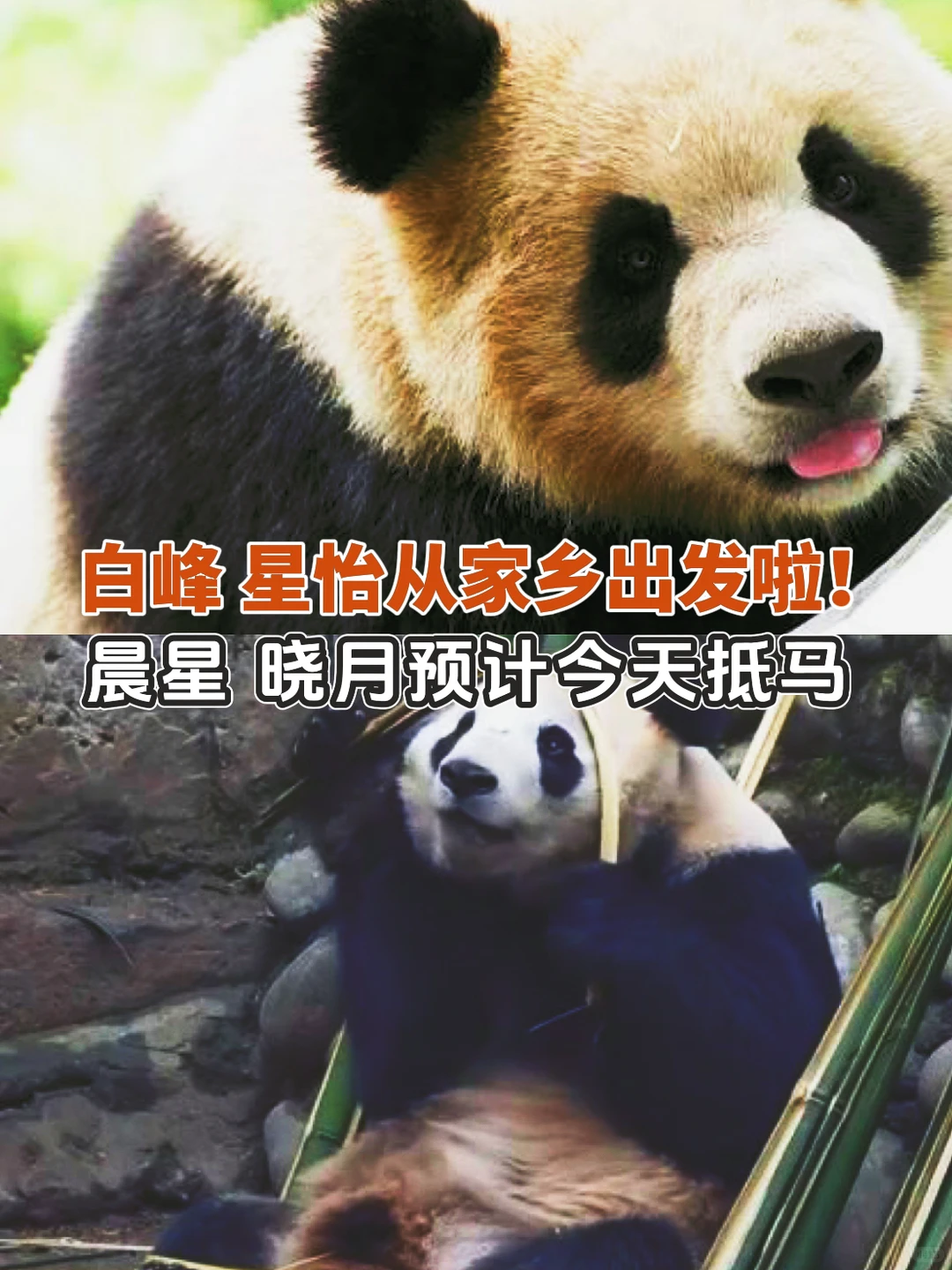 🇲🇾欢迎晨星晓月来马🎉