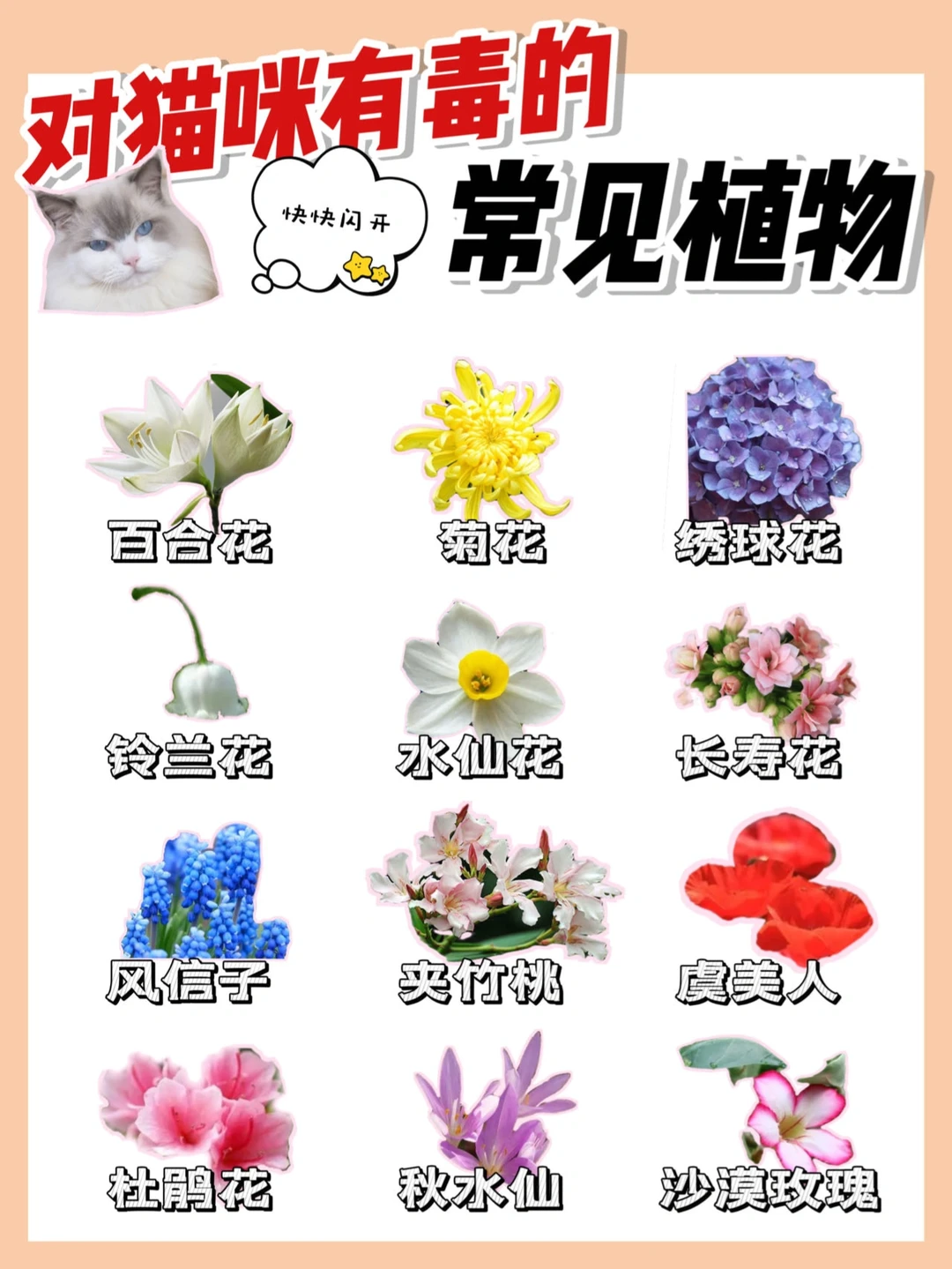 对猫咪有害的植物❗️一个都别碰