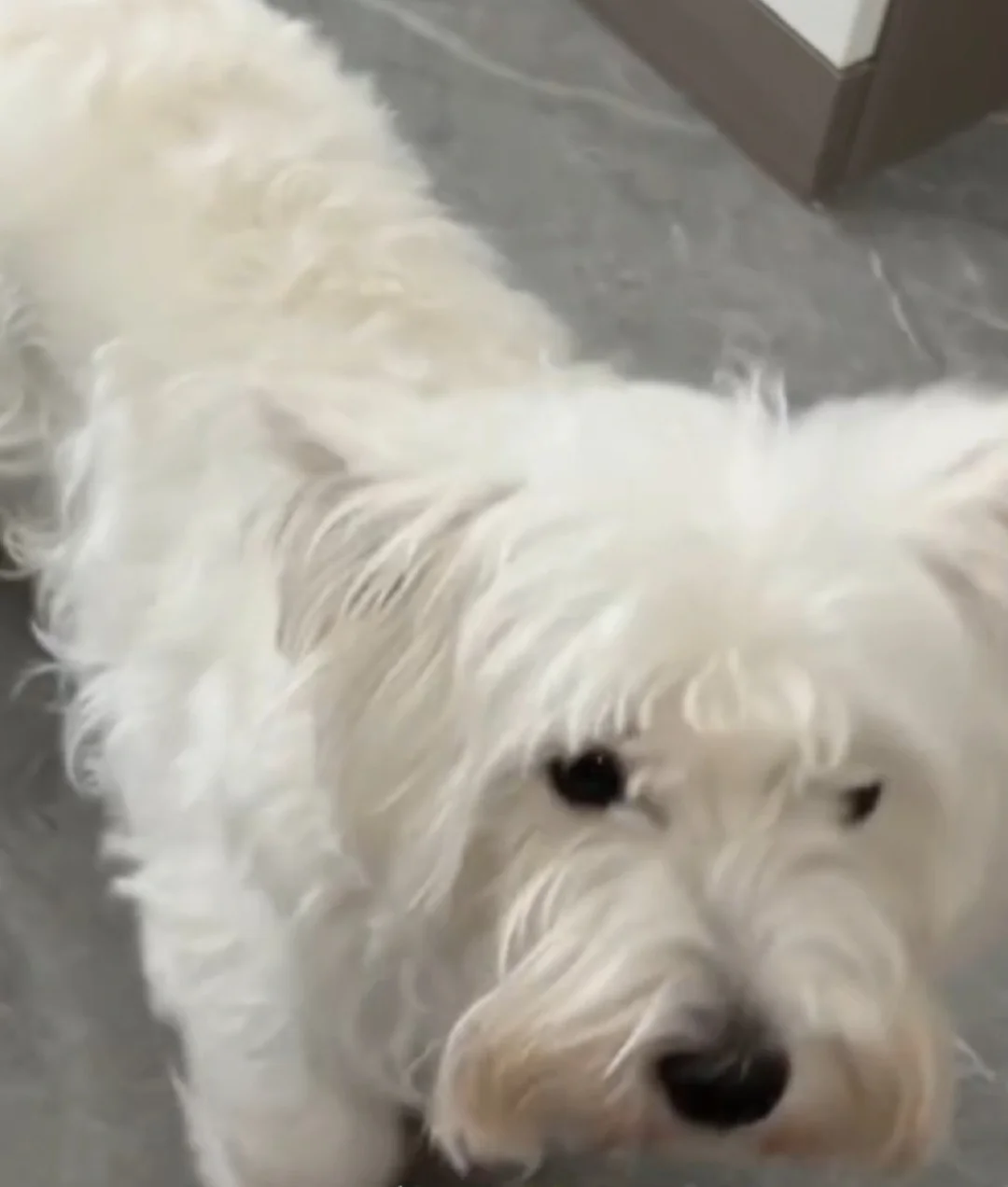 养狗人必备，睡垫要加厚！