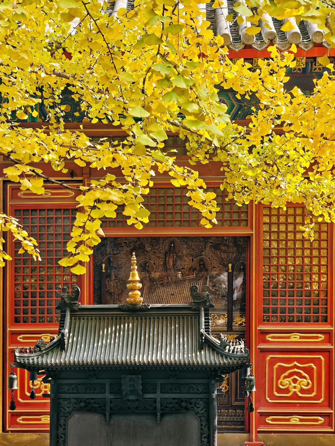 八大处秋色进度稍慢，大悲寺银杏已全黄！