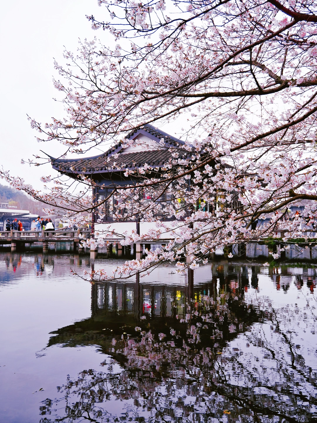 3.20实拍❗️杭州曲院风荷“樱花王”开啦！🌸