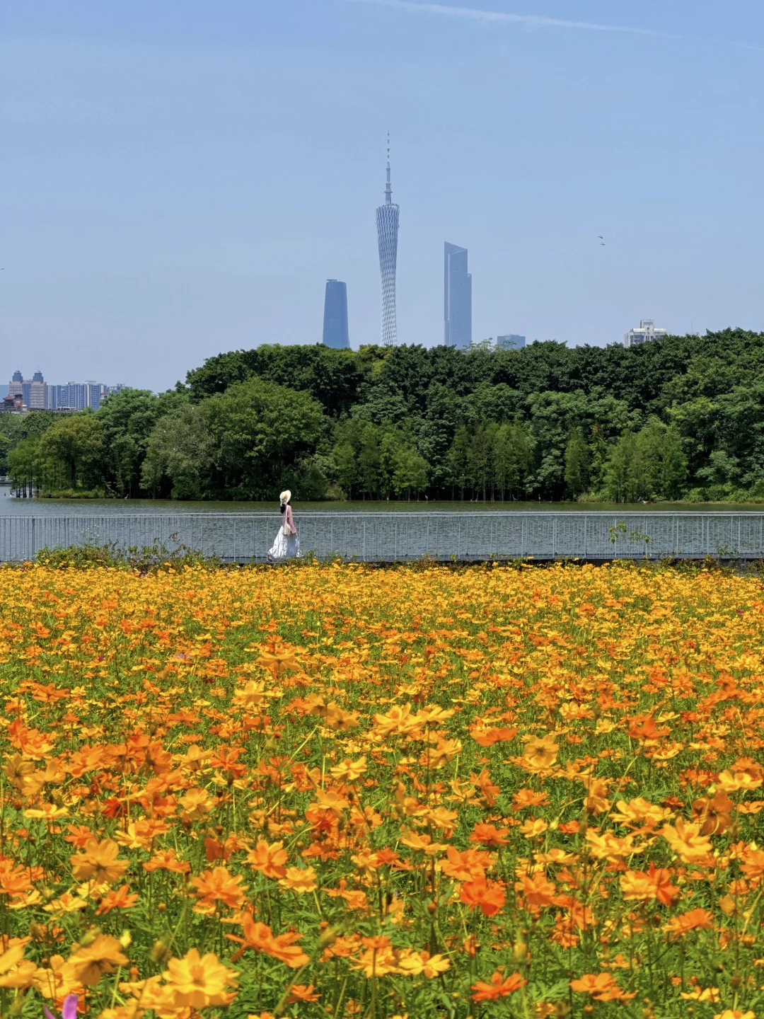 4.25实况🌼广州这片花海一下子把我拉回春天
