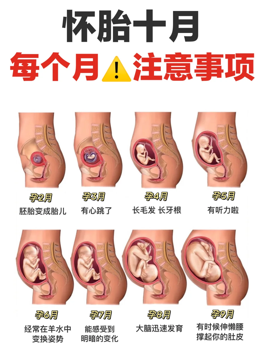 怀孕1-40周，怀孕后每月注意事项+营养补充✅