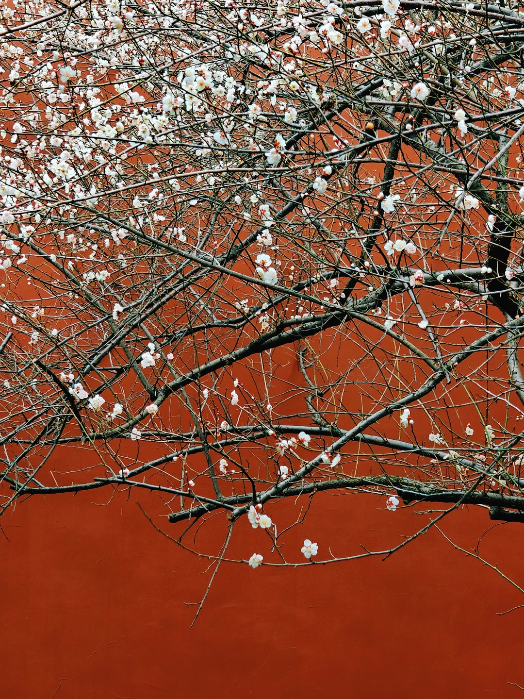 来钱王祠拍红墙白梅，还附赠一个《太平年》