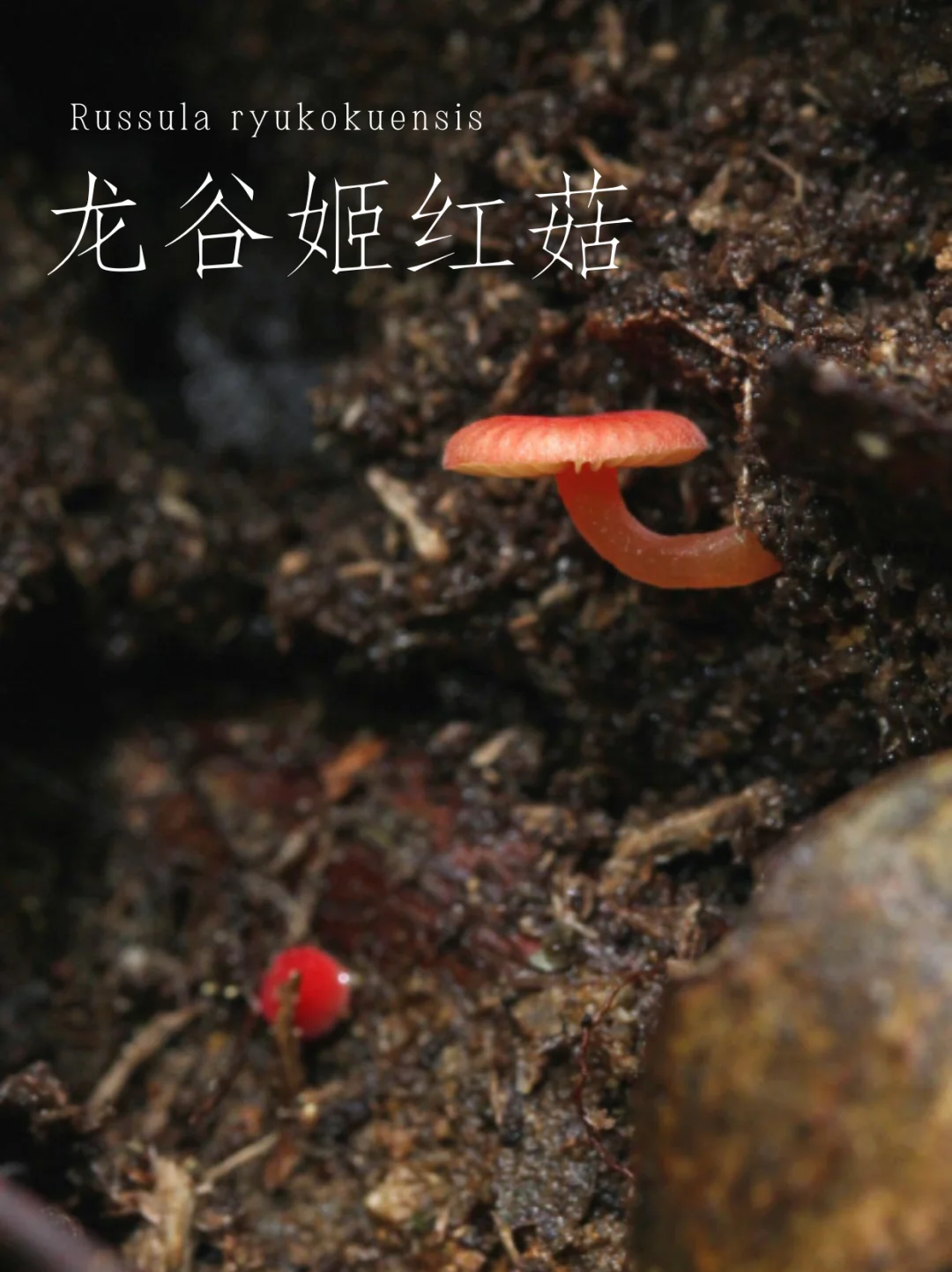 龙谷姬红菇，一种非常小非常稀有的红菇