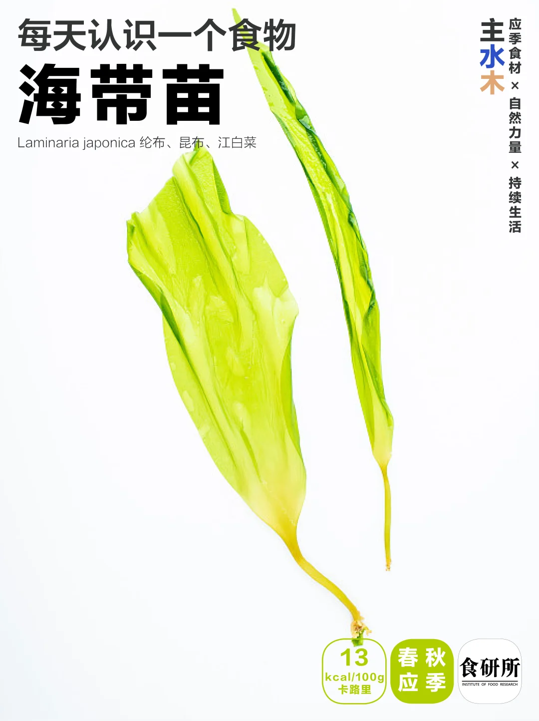 🥦🍅春夏软嫩 | 海带苗