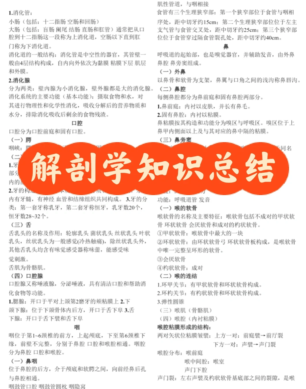 解剖学知识总结