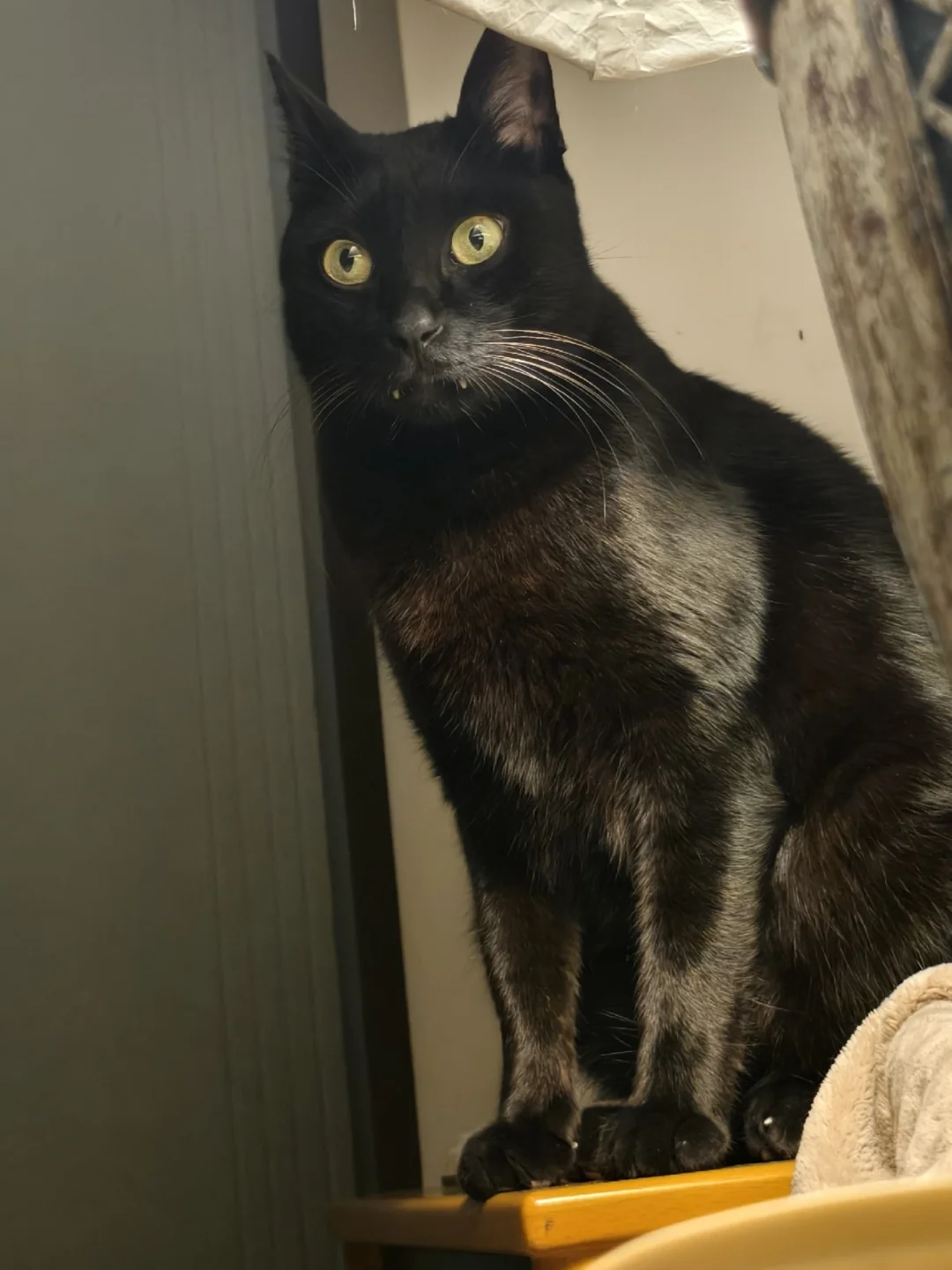 有两只黑猫守护入眠的夜晚，古耐～🌙