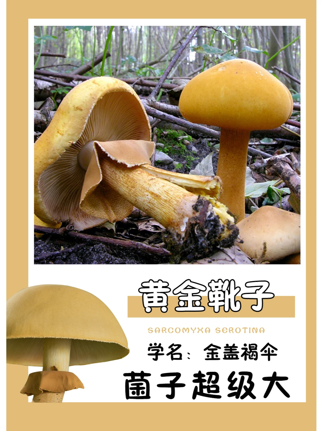 通体金橙色的超大菌子