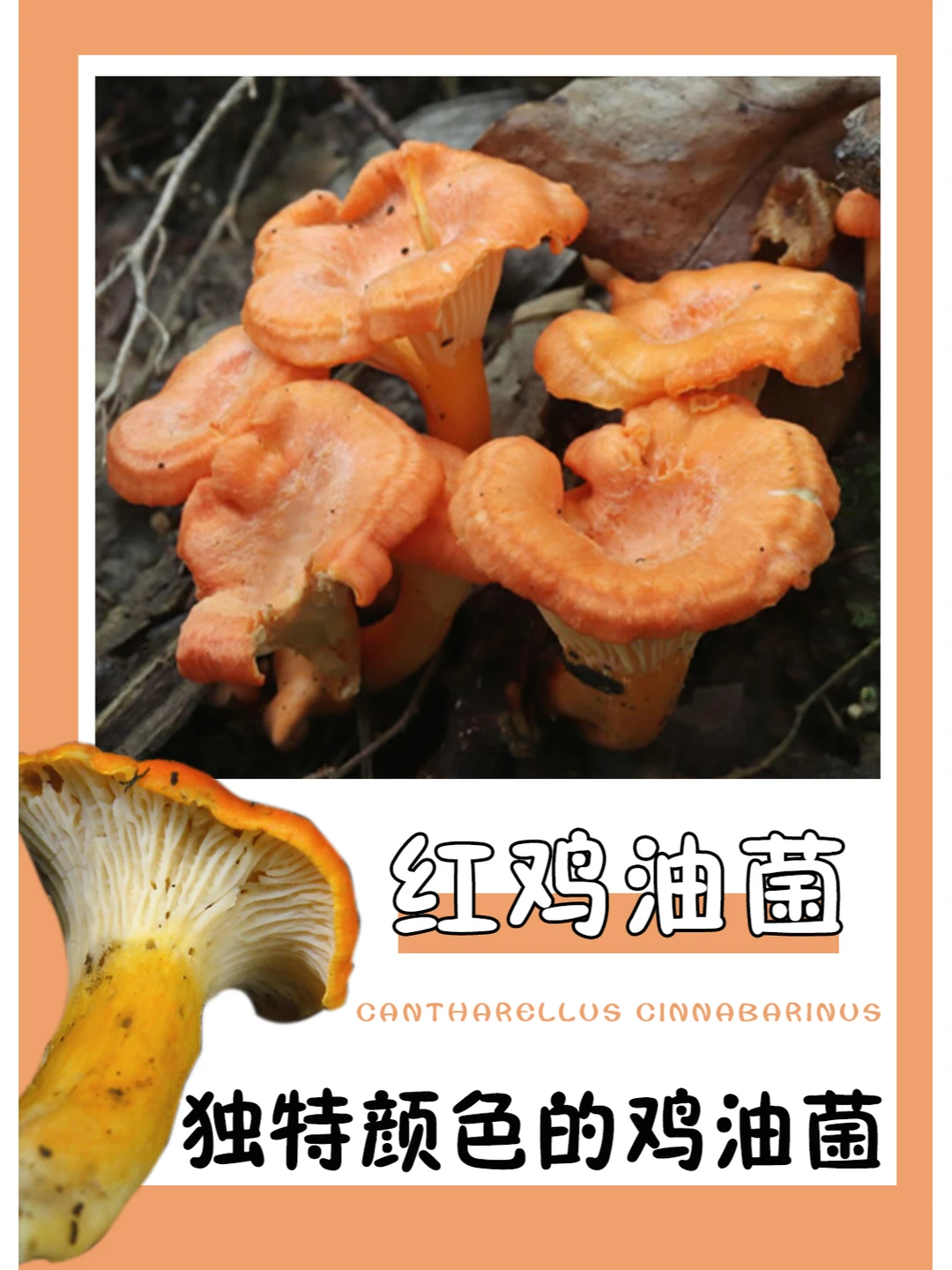 颜色独特，不知道口感会不会也很独特？