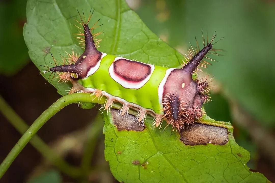 为什么颜色越鲜艳的生物越危险？