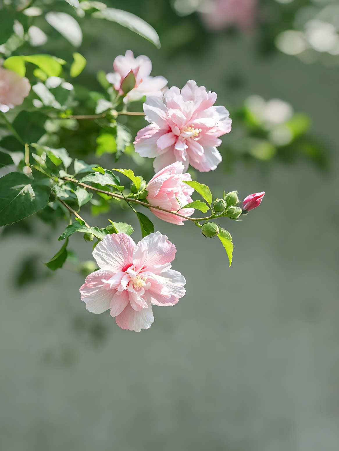 漫行草木间 如果重新选择爱好，依然会选择芳香疗法和芳香植物精油，核心是它完全契合我，是能贯穿感官、审美与自我成长的完整生活方式；遇见美好 每一滴精油都萃取自植物的花、叶、根茎，是植物经光合作用沉淀的生命精华，我们能顺着香气摸到不同产地的风土脉络；不用出门也能在呼吸里重走那些走过的山野与花田；人间烟火 它不像普通爱好有明确的“终点”，植物永远在生长，不同年份、不同批次的精油都会带着独有的细微香气变化，你永远能在蒸馏、冷浸的手作过程里，发现新的气味层次，永远有新的探索空间；风起云散 不用勉强自己迎合别人的“标准香单”，完全顺着自己当下的能量状态选香：疲惫时闻柑橘类提气，焦虑时用岩玫瑰、茉莉舒缓，在一呼一吸里完成自我调频，刚好契合你一直追求的身心灵整体平衡的理念；