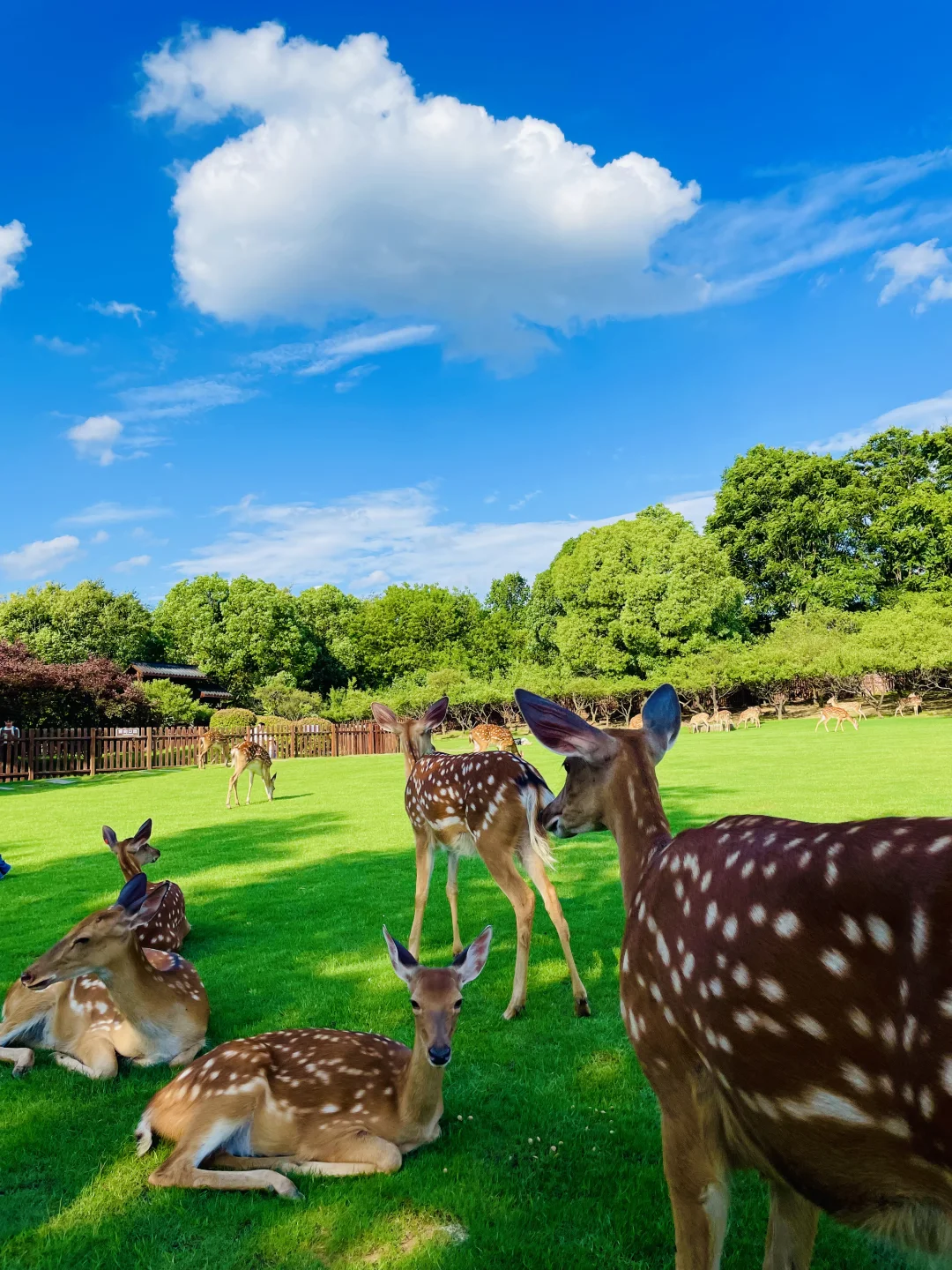 明孝陵免费得起早！（不花钱看鹿攻略）