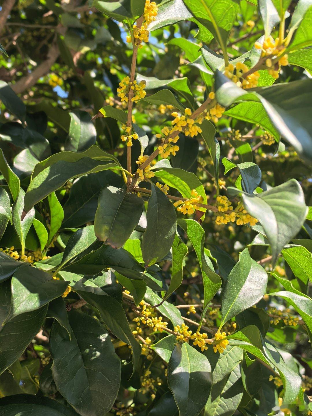 寒露今天假期结束，寒露节气，桂花盛开，满城都是桂花香，到了喝桂花红茶的时候。  ​​​