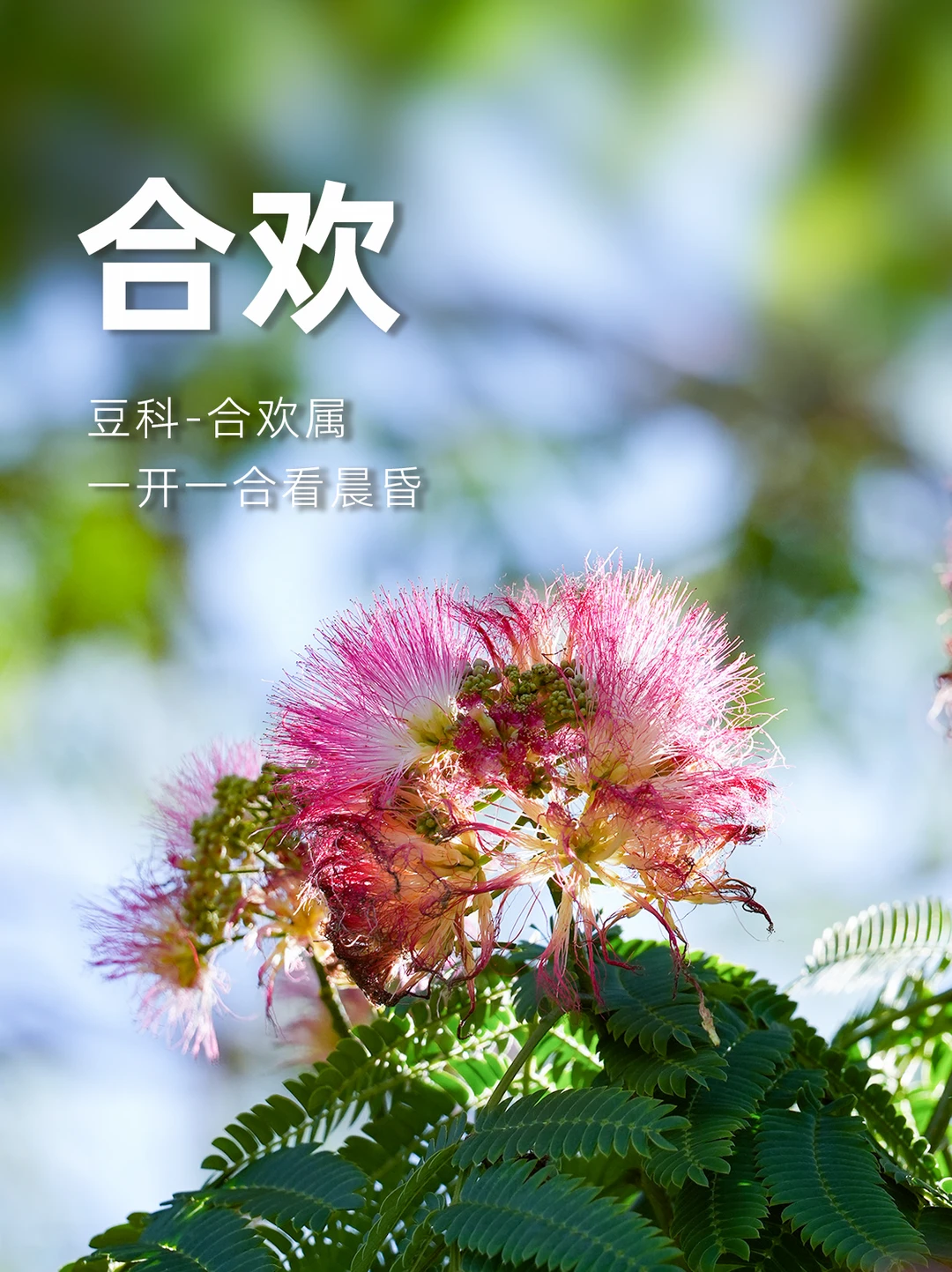 “合欢花”来了！一开一合看黄昏。