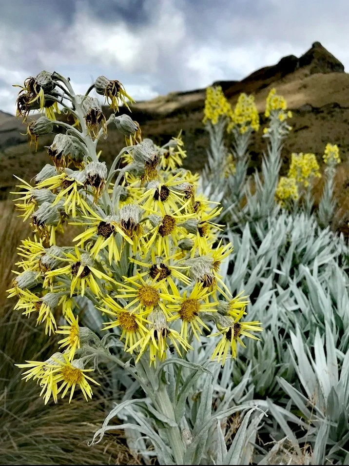 幽灵向日葵Senecio niveoaureu