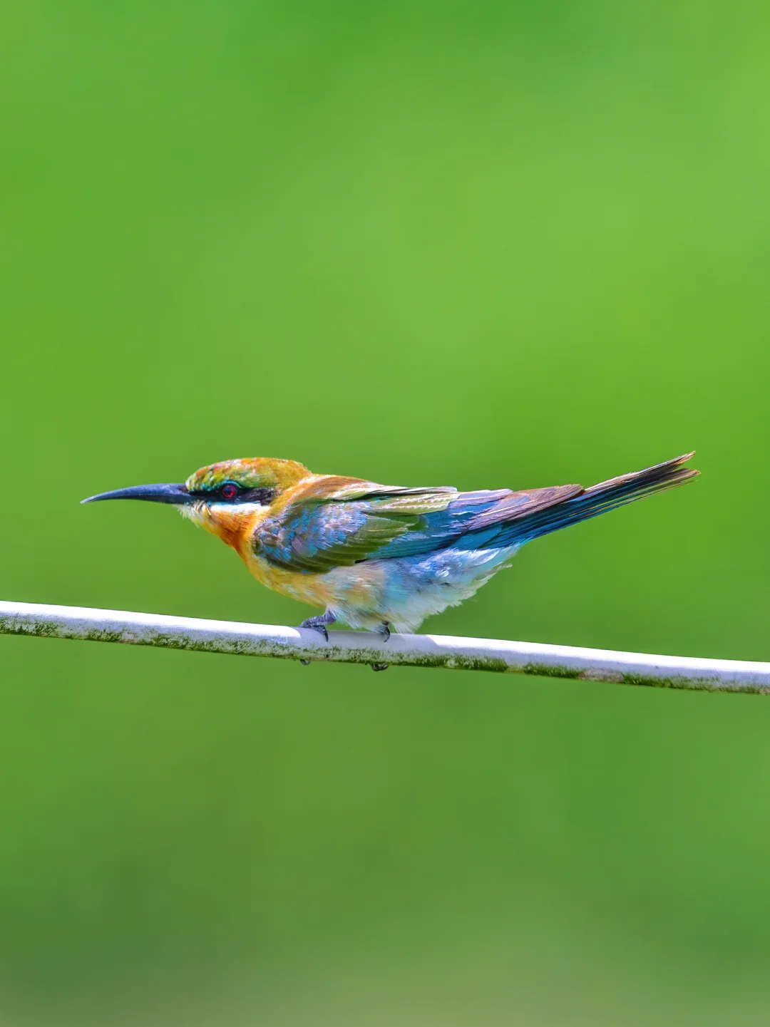 今年的栗喉蜂虎宝宝亮相啦！