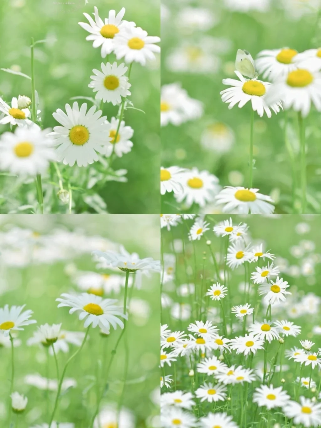 武汉春夏9大赏花地/周末好去处，闭眼拍都好