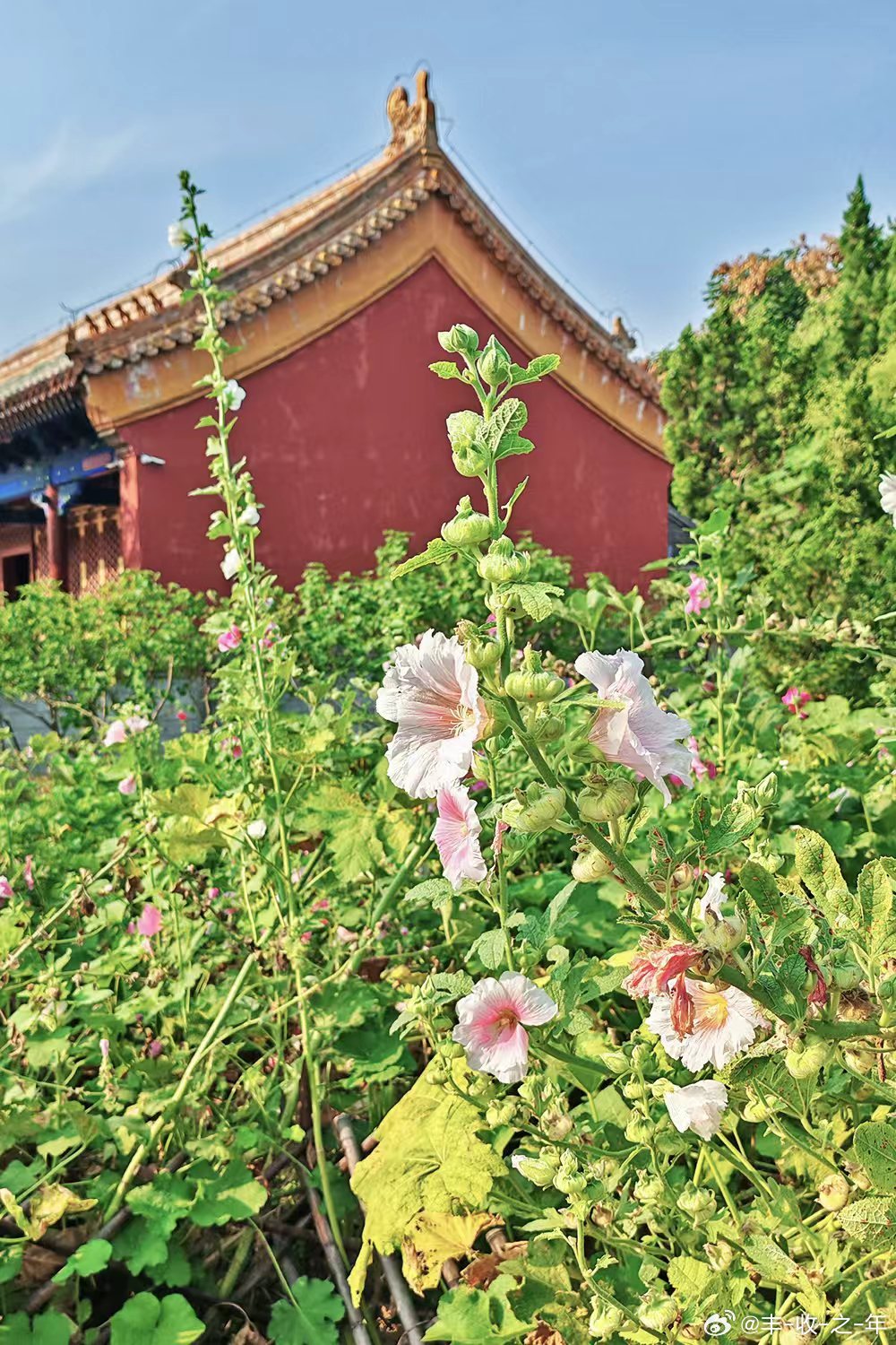 《南歌子·阐福寺蜀葵》DeepSeek助填
叶绿茎高挺，花容艳丽佳。端阳绽放蜀葵来。芳境禅庭幽梦，御园栽。
拍摄于北海公园阐福寺 ​