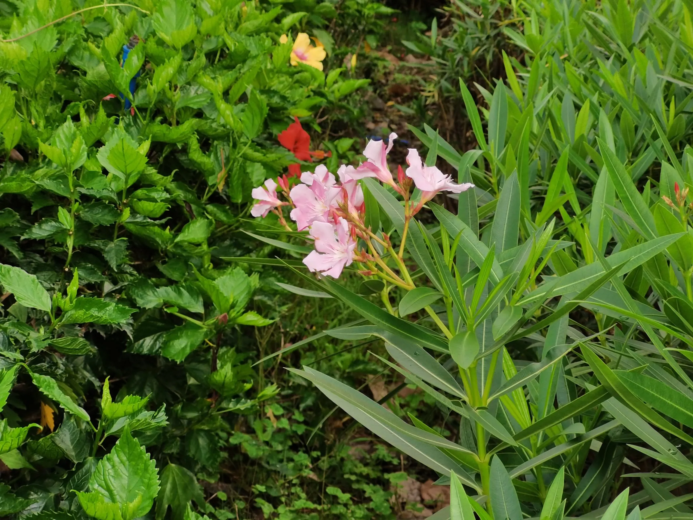 喜欢成熟的女人正常吗  很正常  成熟的女人  特别有女人味  大家觉得呢？