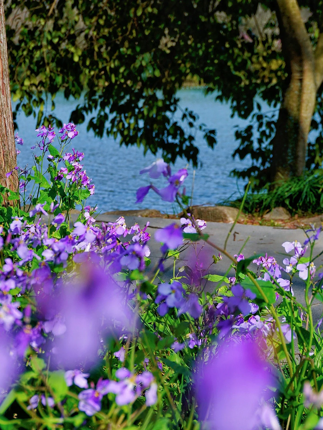 茅家埠二月兰｜西湖边的小众秘境💜
