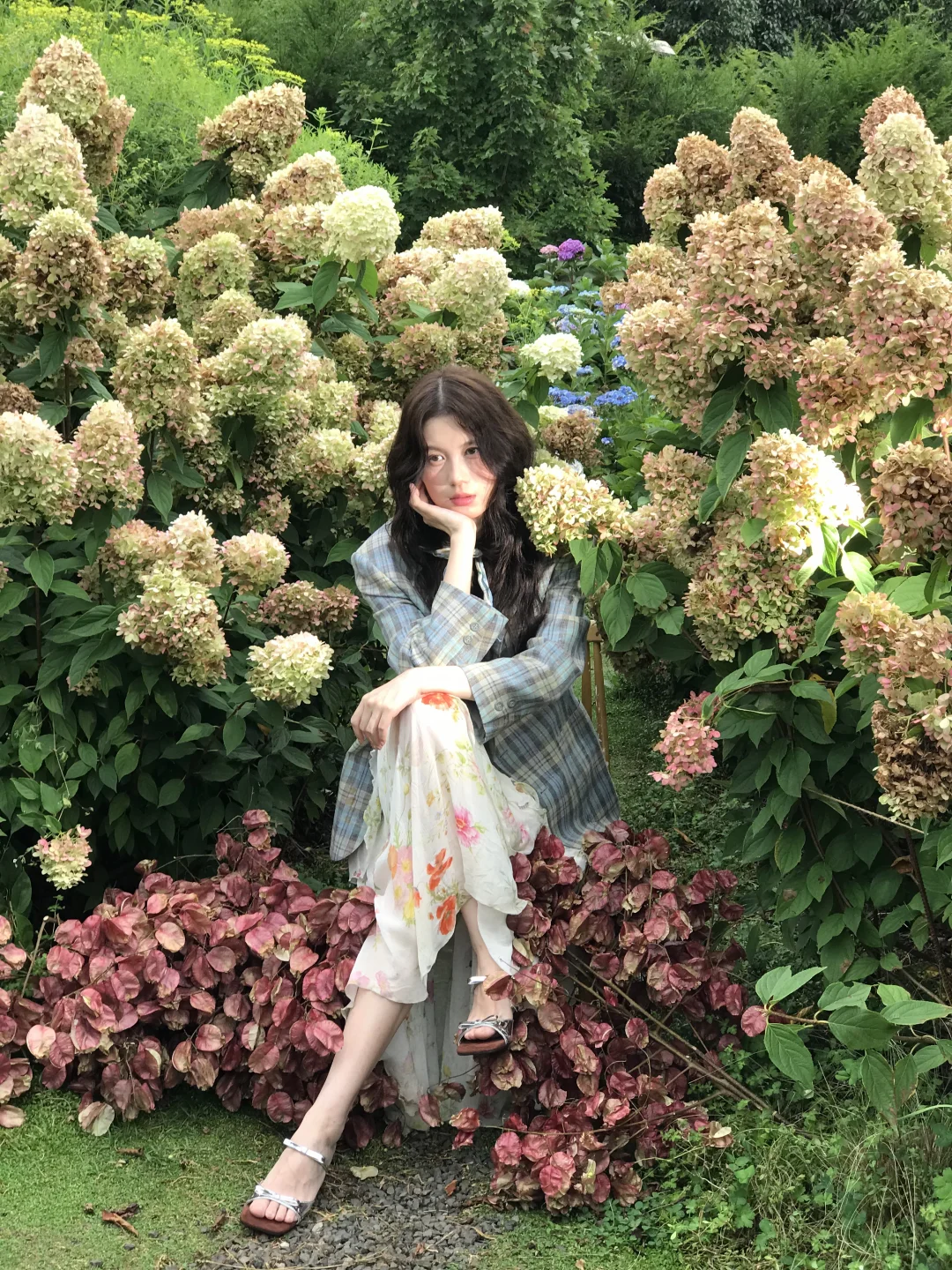 栾树 夏日告终🐈🌺