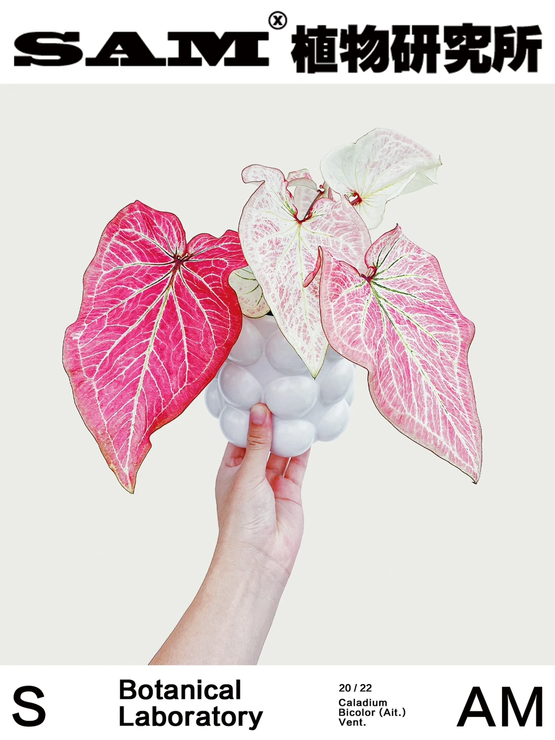 粉桃｜Caladium Bicolor Ait.Vent.