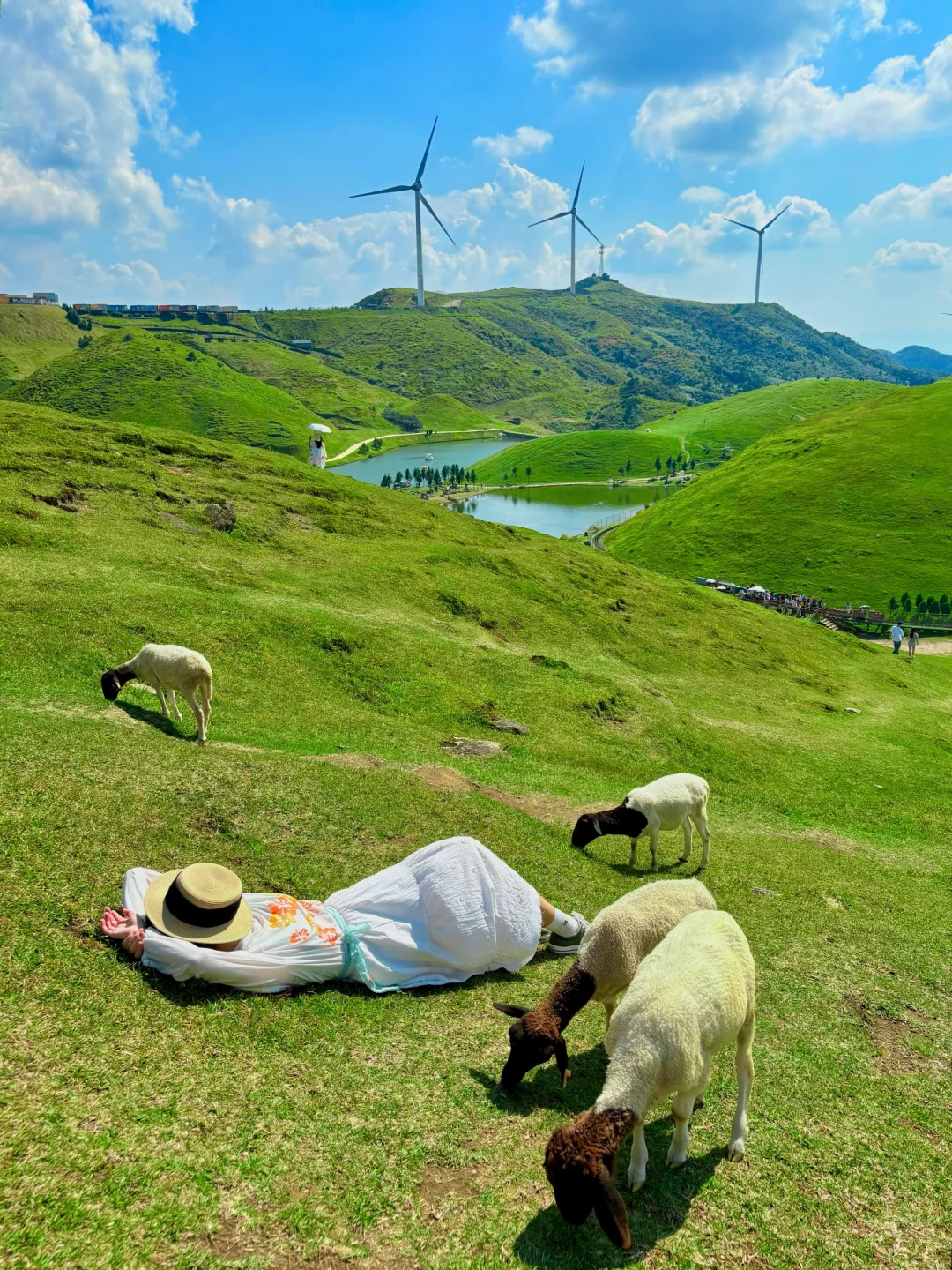 Live实拍📱广州周边有自己的青青草原🐑美哭