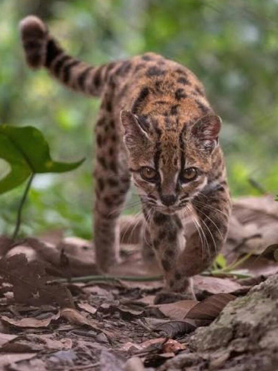#猫科动物又上新了#谁懂啊，地球online悄悄更新猫科图鉴，时隔一百多年，终于发现全新的现生猫科物种，蒂尔卡约虎猫。
 
个头比家里养的家猫还要小，体重才1.4公斤，一身浅棕皮毛带着不规则的玫瑰斑点，圆乎乎的耳朵，小小的身子自带野生小豹子的气场。最有意思的是刚被捡到的时候，当地人直接当成普通 ​