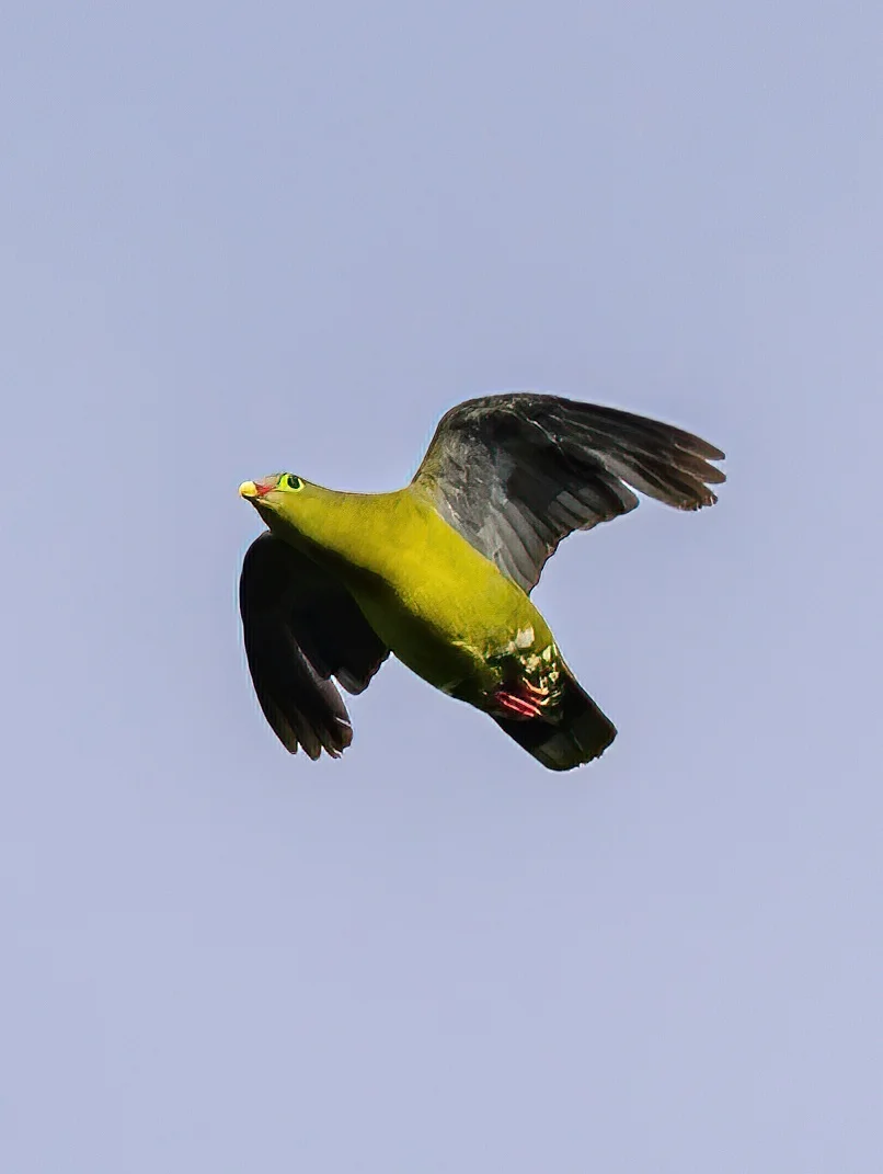 飞在天上的绿鸽鸽好胖啊！