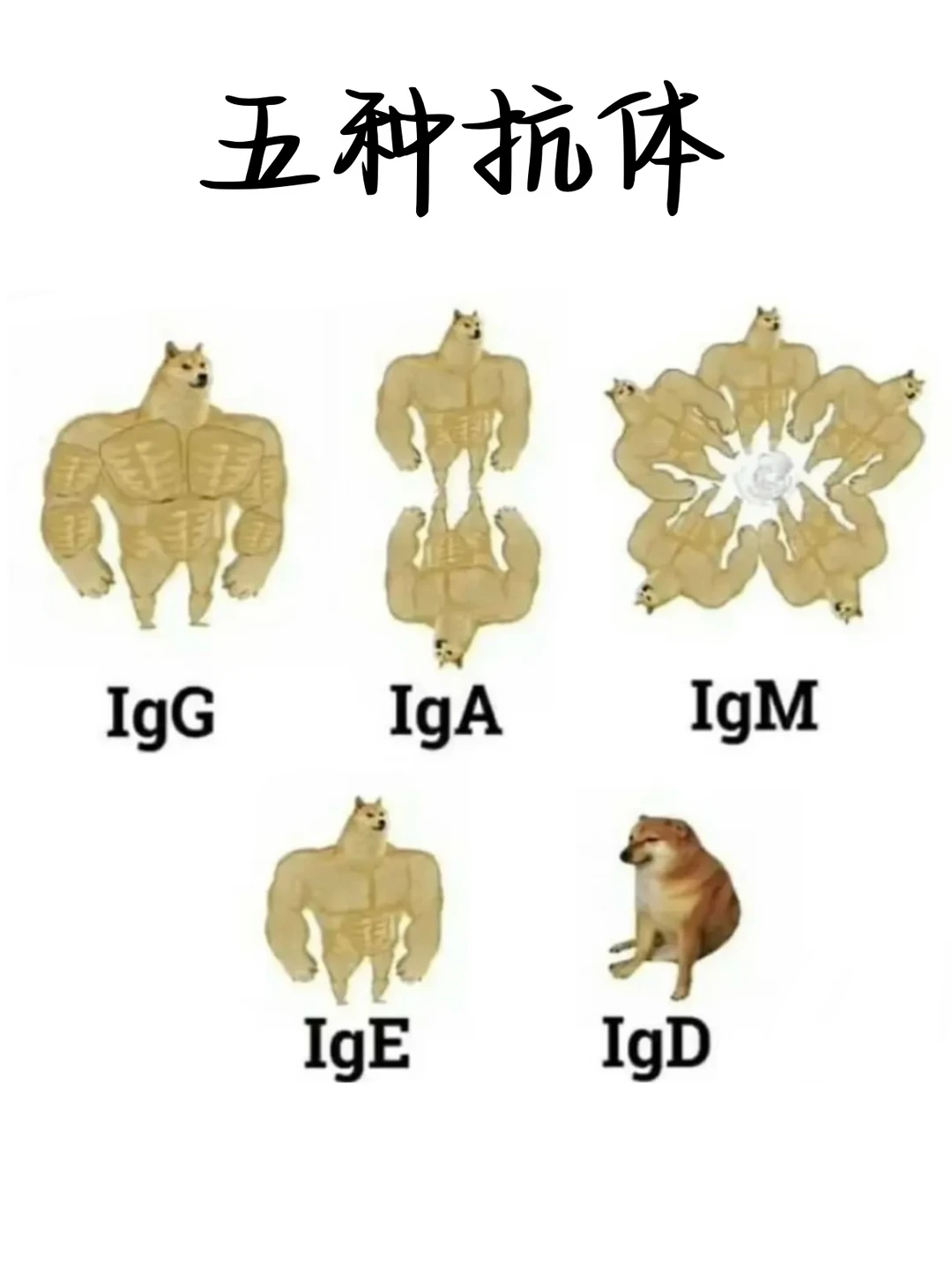 五种抗体