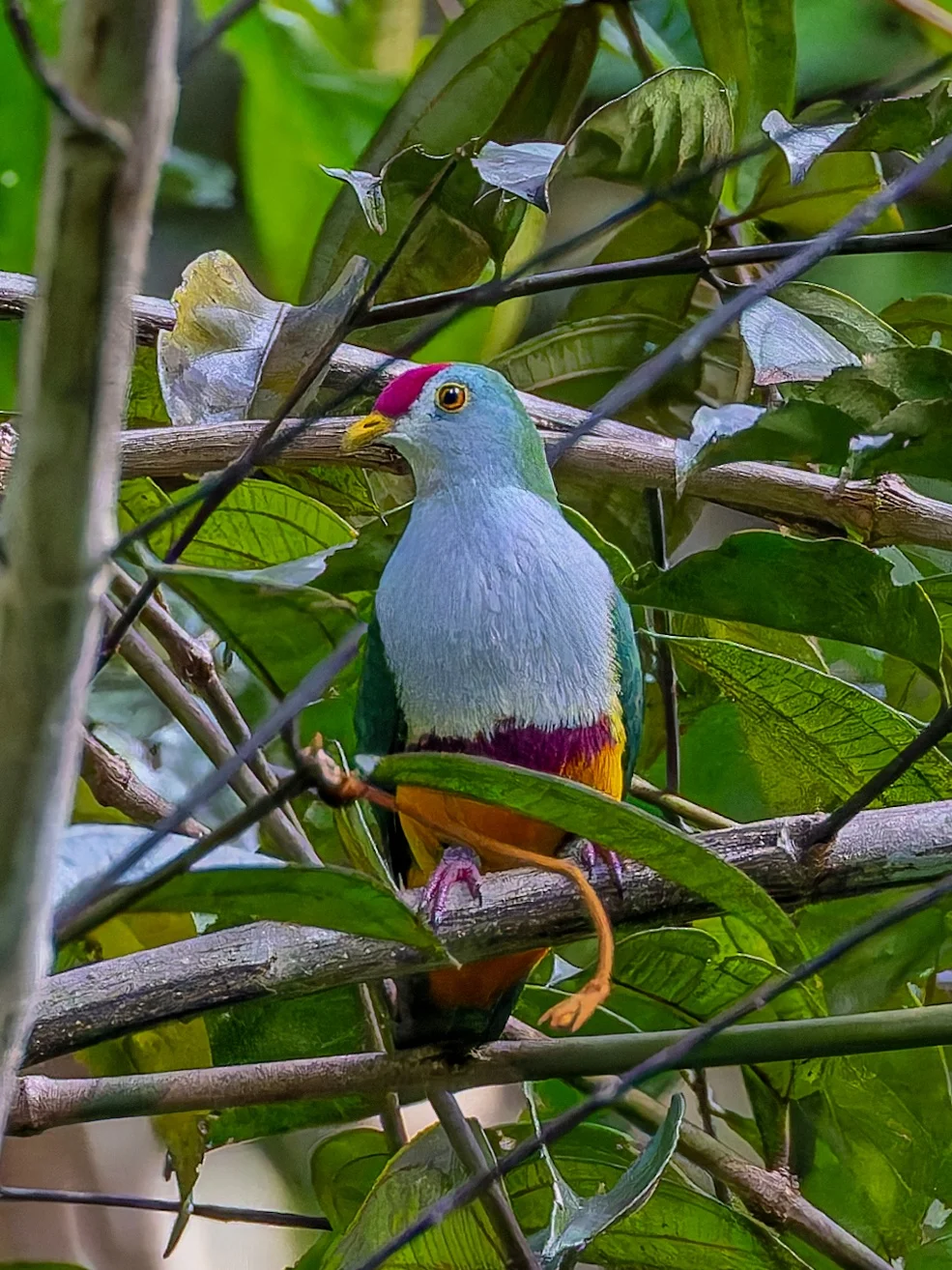 隐匿在神秘小岛的红顶果鸠