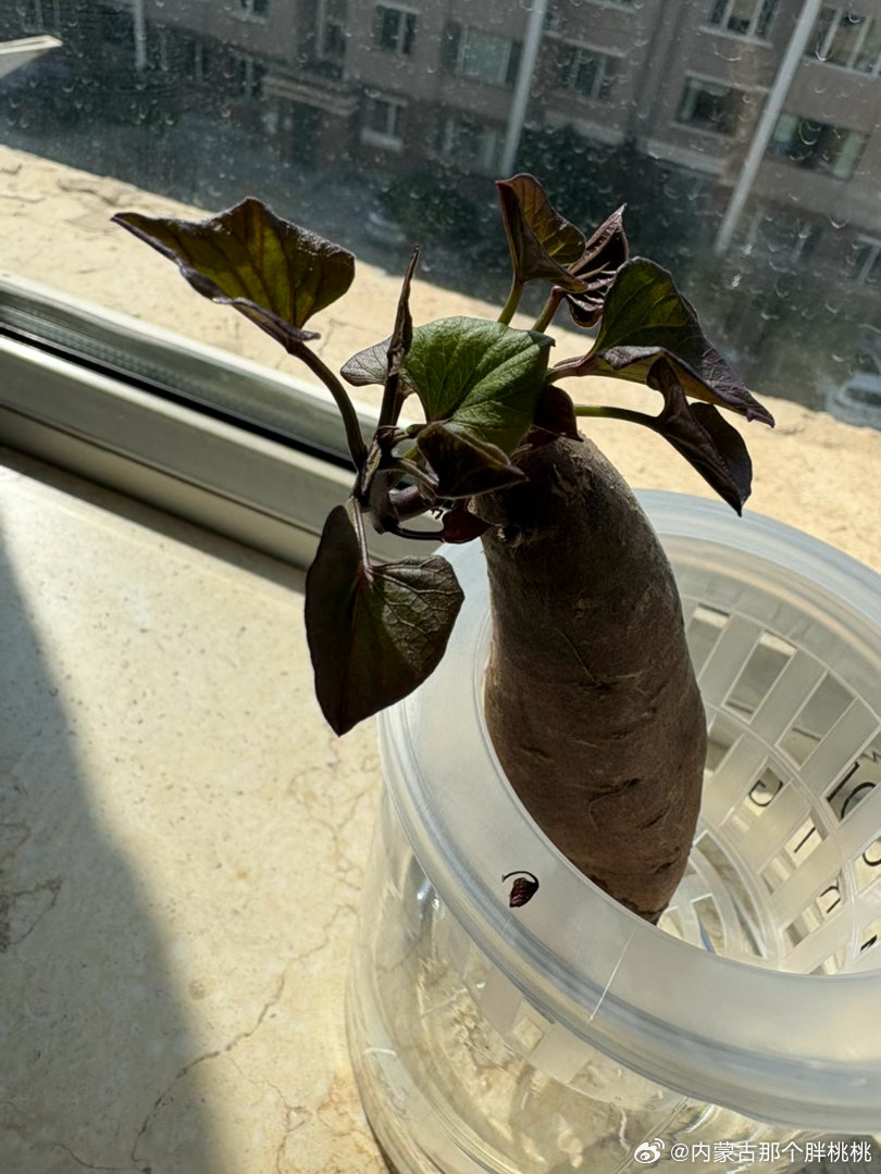 薯薯我啊 活了[鲜花]

等这个薯薯耗尽生命之后还有什么可以这样生根发芽蔬菜呢？小洋葱行吗？我记得有一次遗忘了一个小洋葱在角落，看到的时候已经变那个叫啥了，克鲁苏，克苏鲁，皮皮鲁，克里斯，特仑苏，啥来着，就那种张牙舞爪的 ​