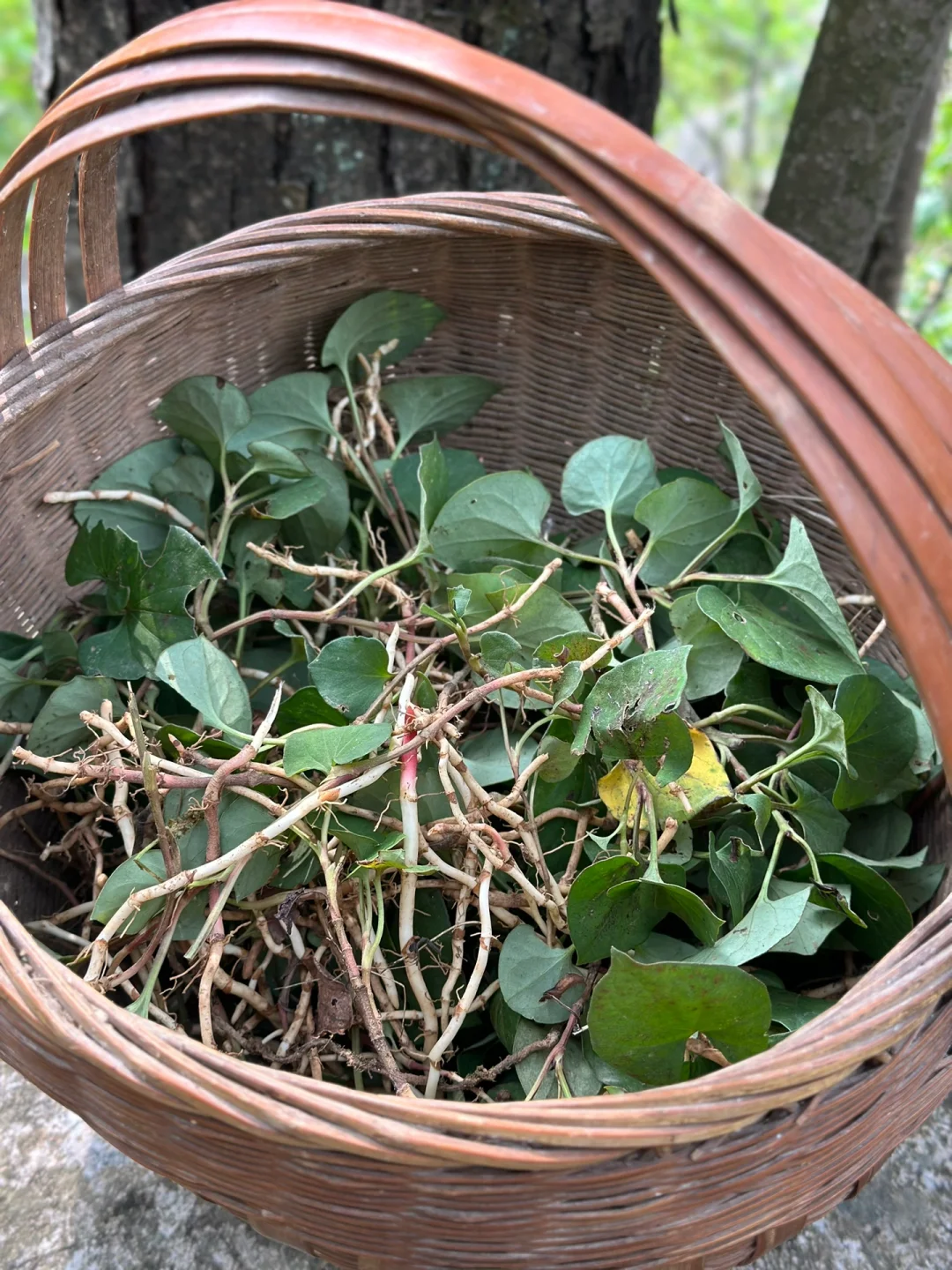 挖折耳根煮茶喝凉拌都不错清热解毒