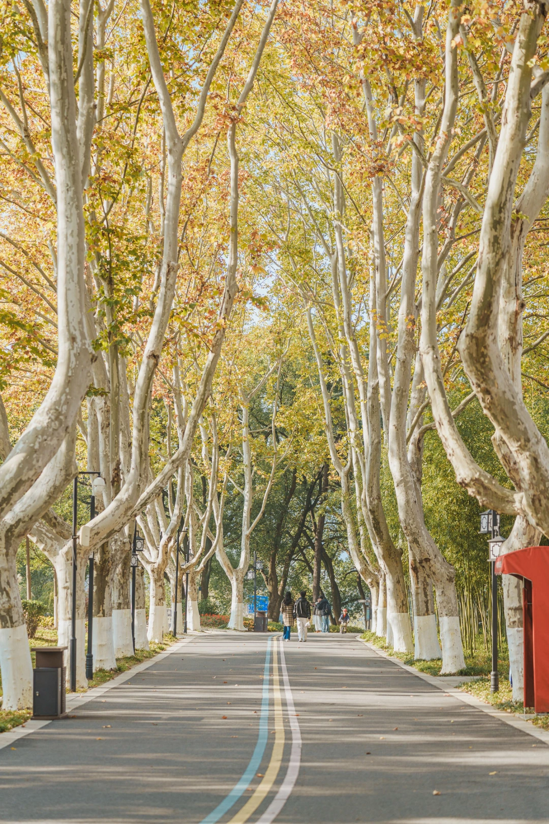 藏不了！浦口竟然也有一条梧桐大道！