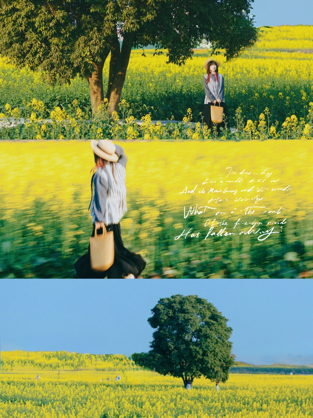 拜托❗油菜花到底要怎么拍才不土啊😡❓