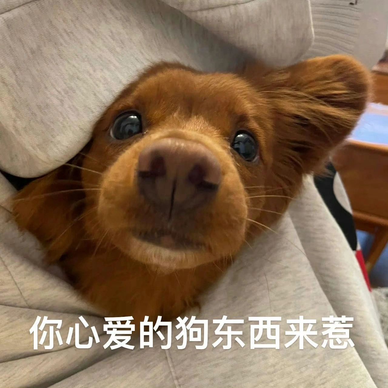 可爱表情包更新了～